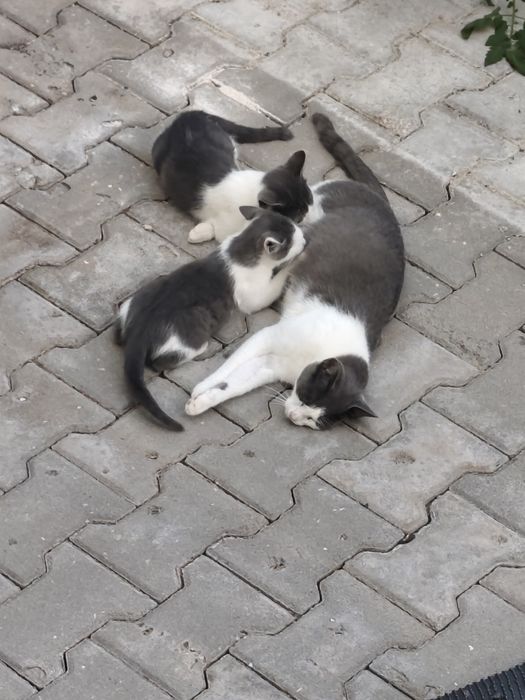 Doa-se gatos brancos e cinza