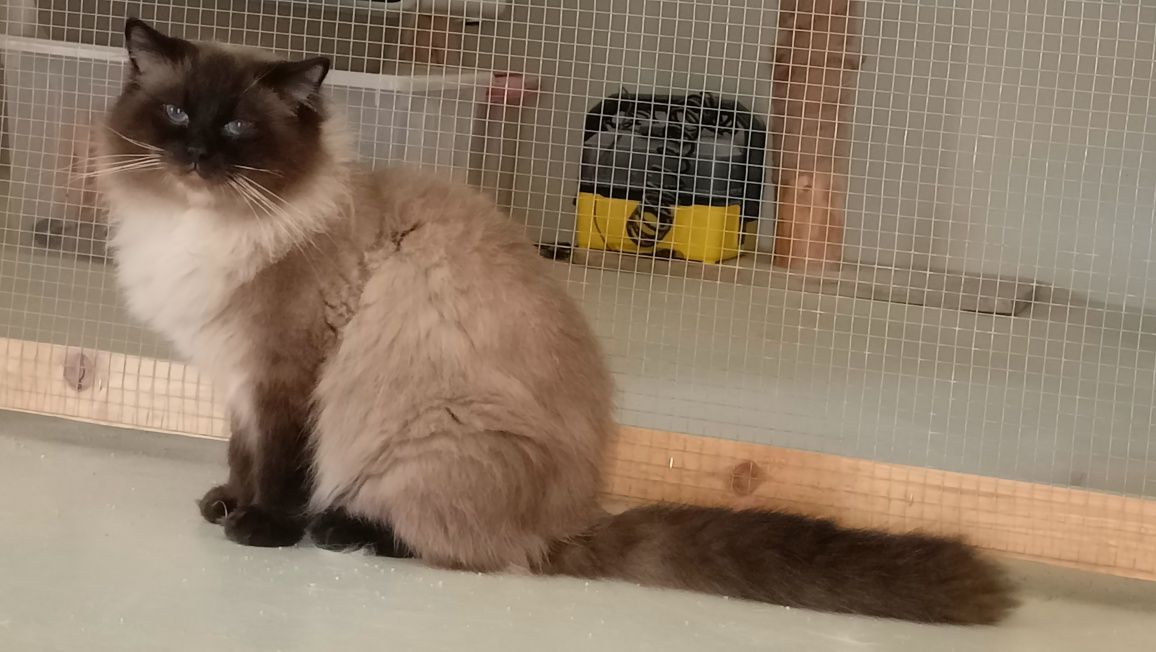 Ragdoll kocurek pohodowlany