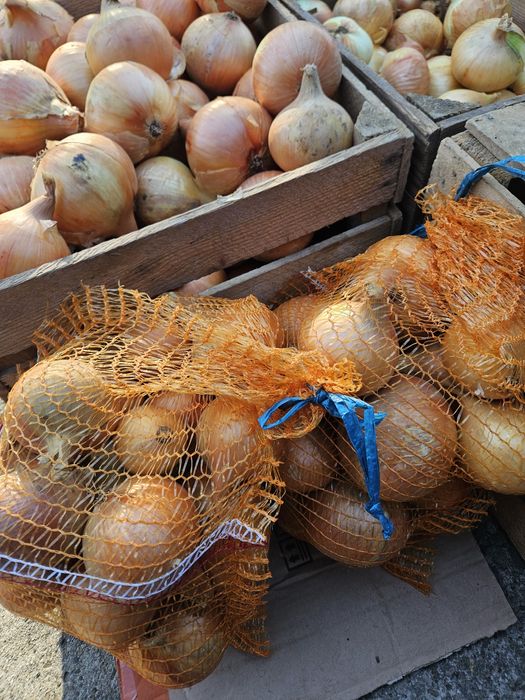 Cebula bardzo dobra do jedzenia