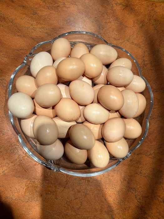 Jajka jaja wiejskie od swoich kur wolny wybieg