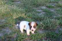 Lopez Jack Russell Terrier pochodzenie ZKWP FCI