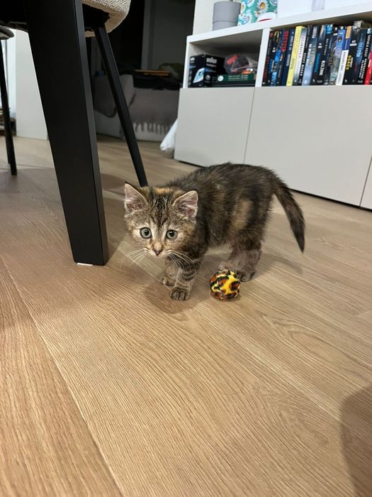 Franio i Jadzia około trzech miesięcy