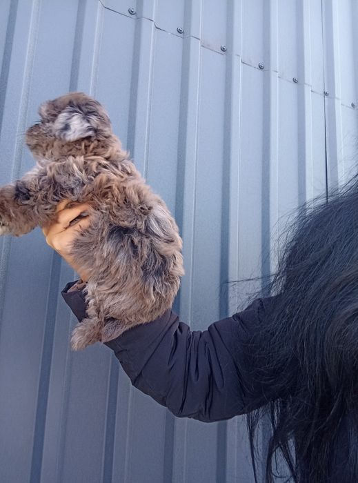 Йорко-пу марле зі Львова до свят