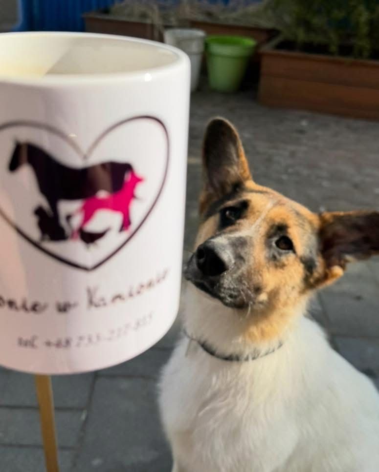 Kajtek do adopcji