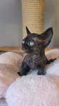 Devon rex kotka do hodowli