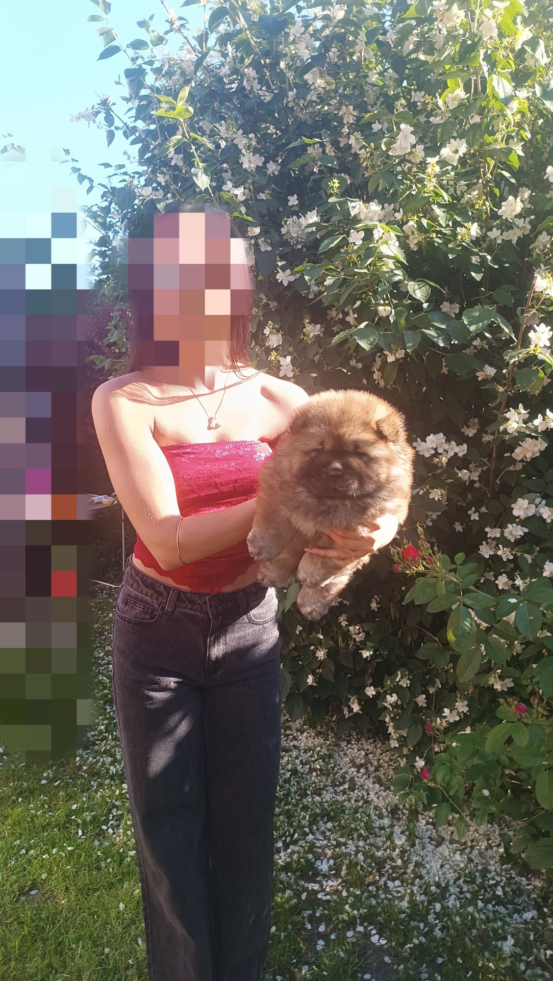 Suczka Chow Chow