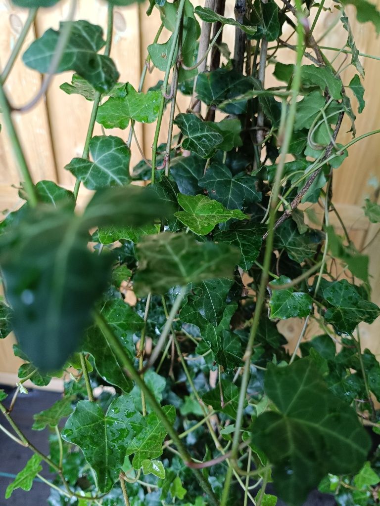 Duże kępy bluszczu Hedera Helix 100-130cm