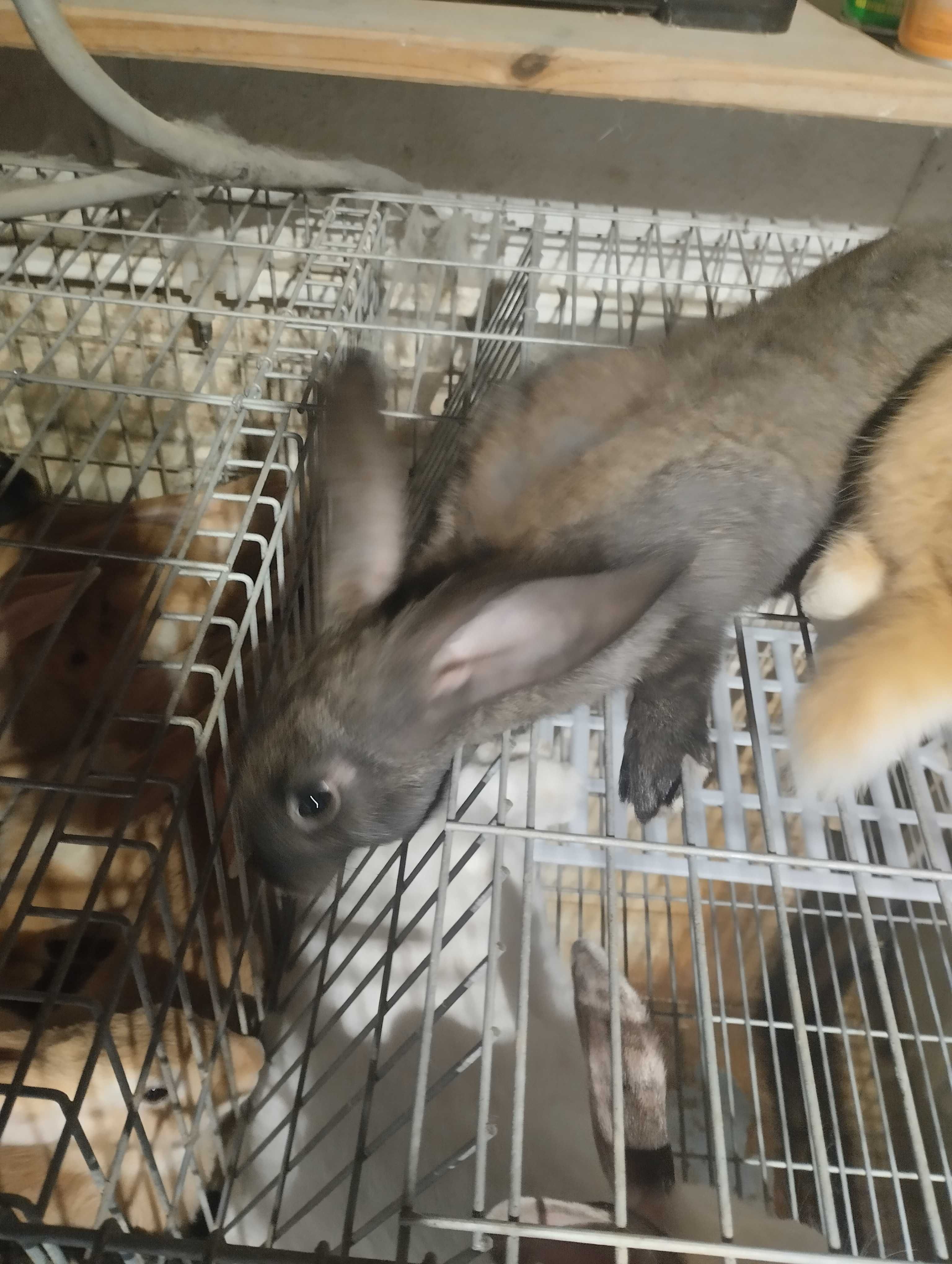 Vendo coelhos boa raça de carne