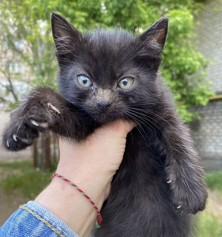 Кот, котенок, черный кот