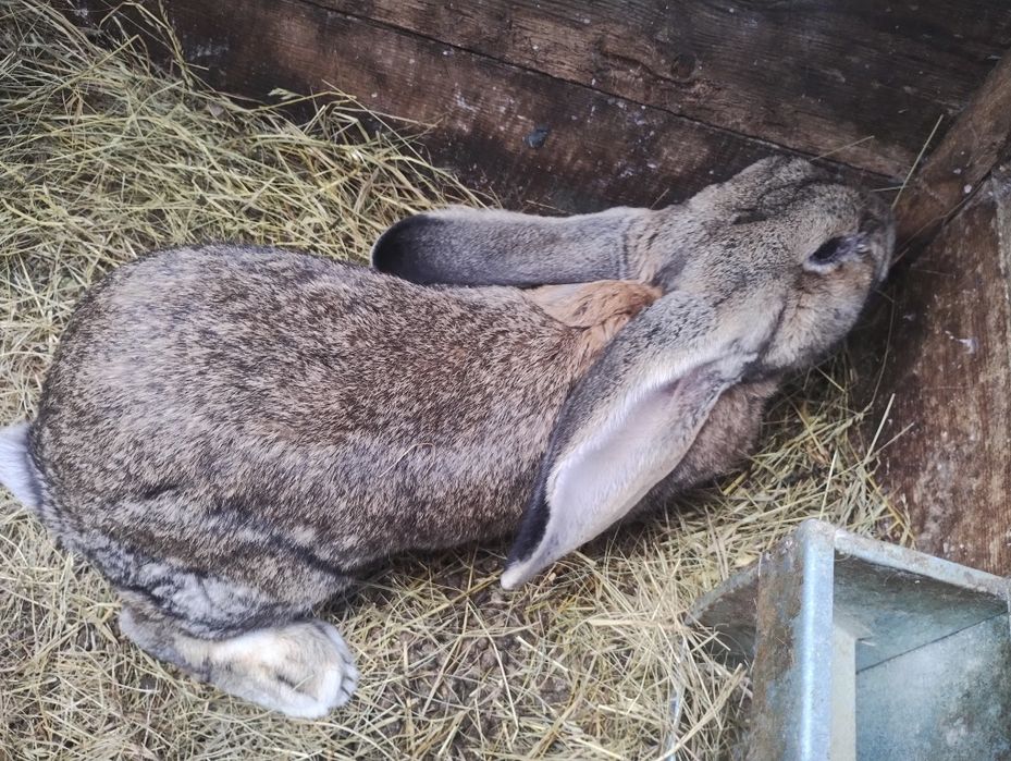 Sprzedam samca belgijskiego