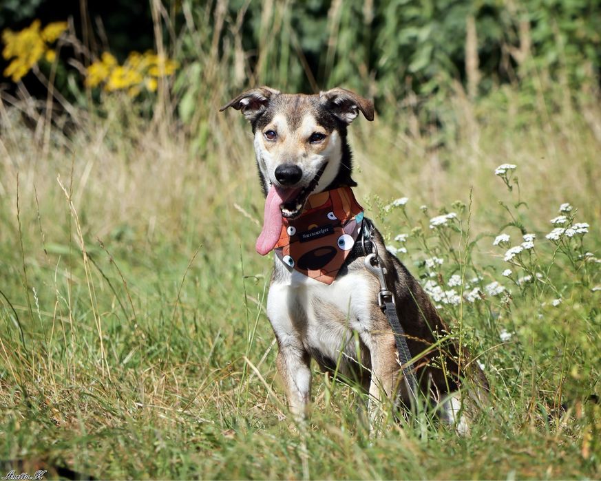 Odmień los skrzywdzonego Pikusia