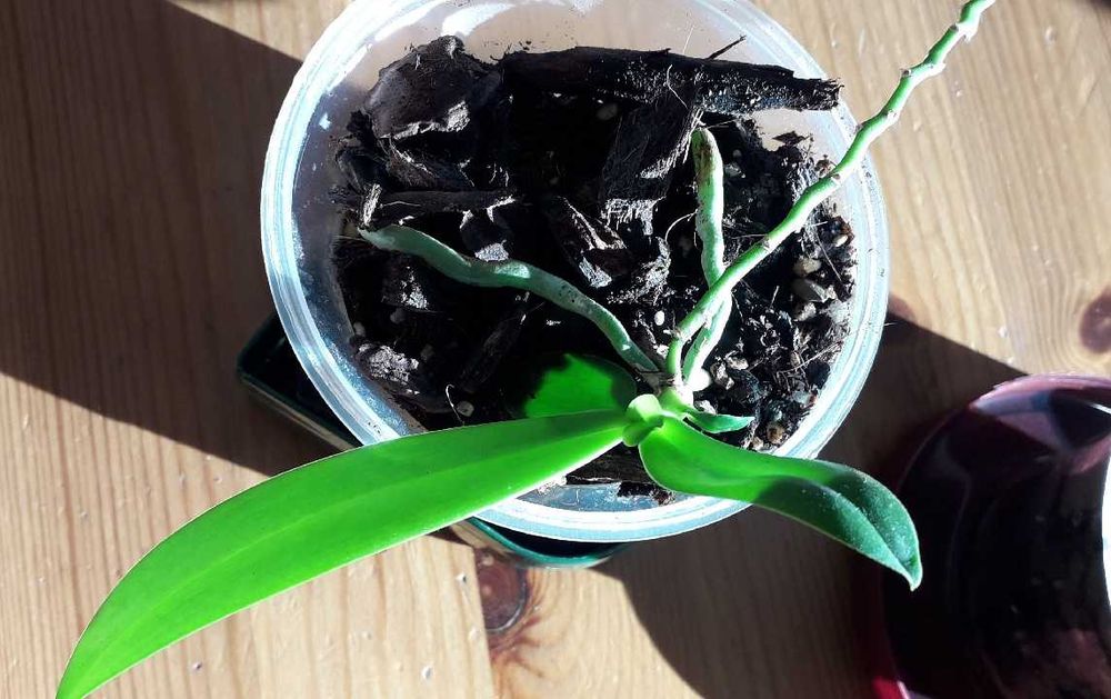 Storczyk botaniczny phalaenopsis equestris keiki - rezerwacja!