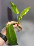 Philodendron Jose Buono
