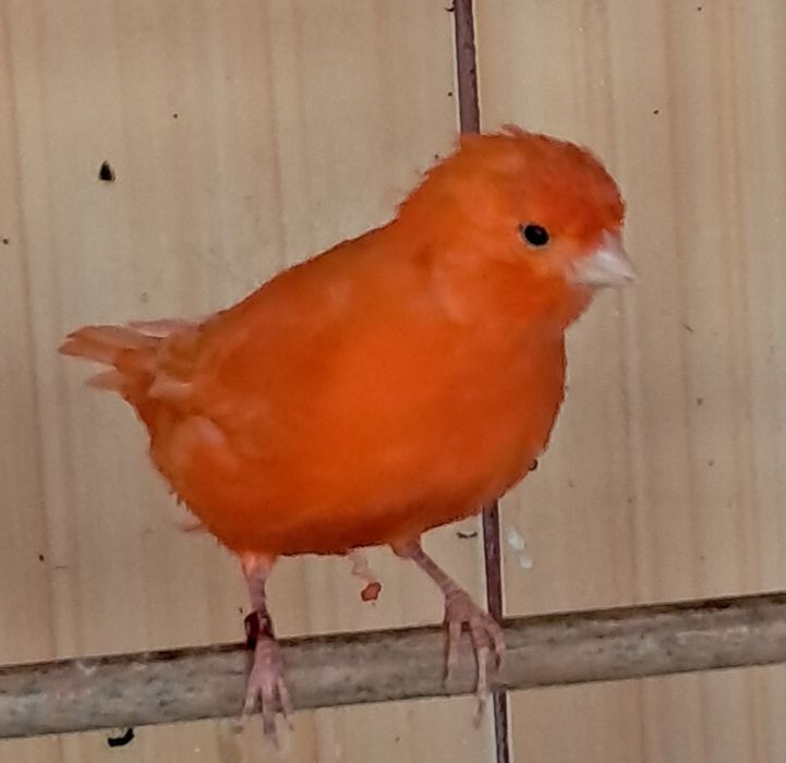 Canários vermelhos disponiveis