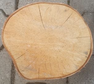 Klocek drewniany brzoza srednica ok 18 x 20 cm cm