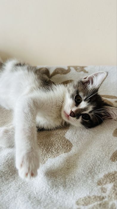 Кошенята хлопчики 2 місяці