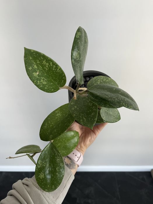 Hoja hoya Parasitica Lao