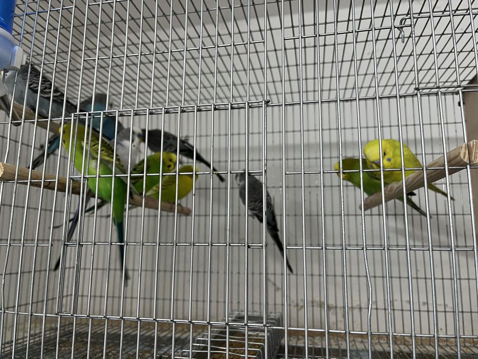 Periquitos Australianos de Cor