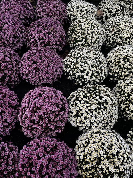 Chryzantemy drobnokwiatowe