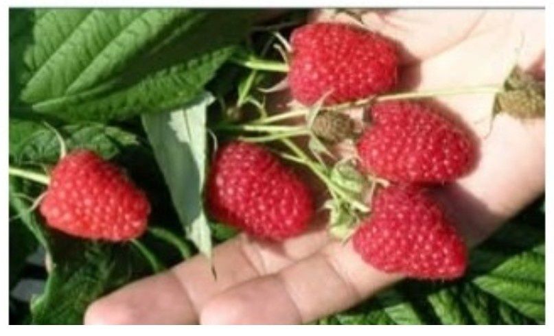 Sprzedam sadzonki: truskawkę ,maliny, jeżyn bez kolczastych.