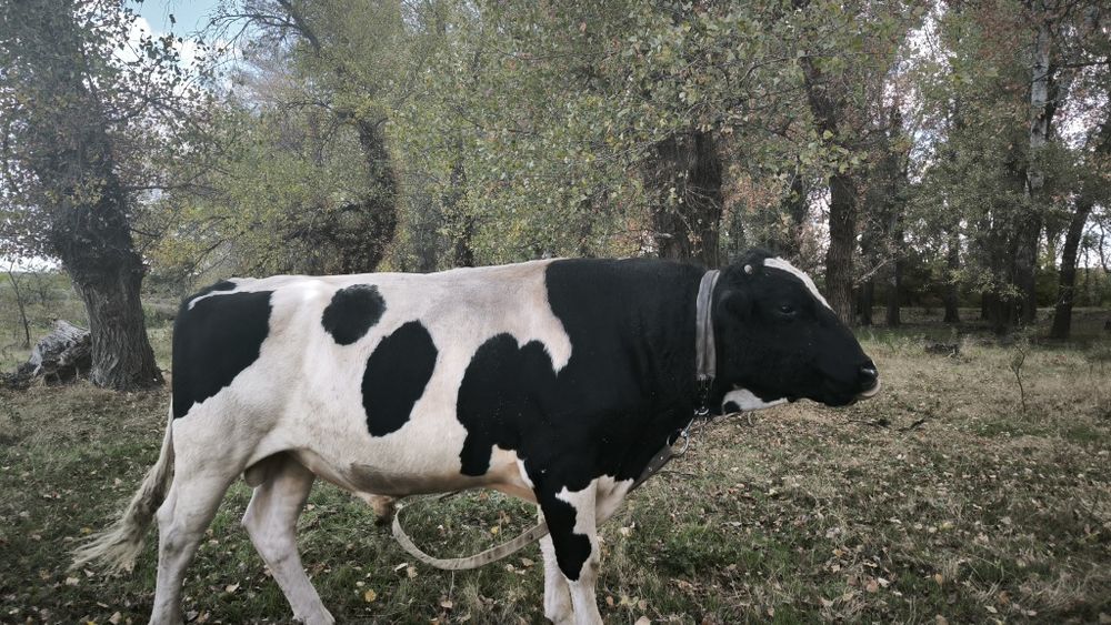 Продам бика на плем'я або м'ясо
