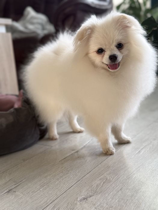 Szpic Miniaturowy Biały FCI