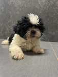 Shih tzu Femea 2 meses