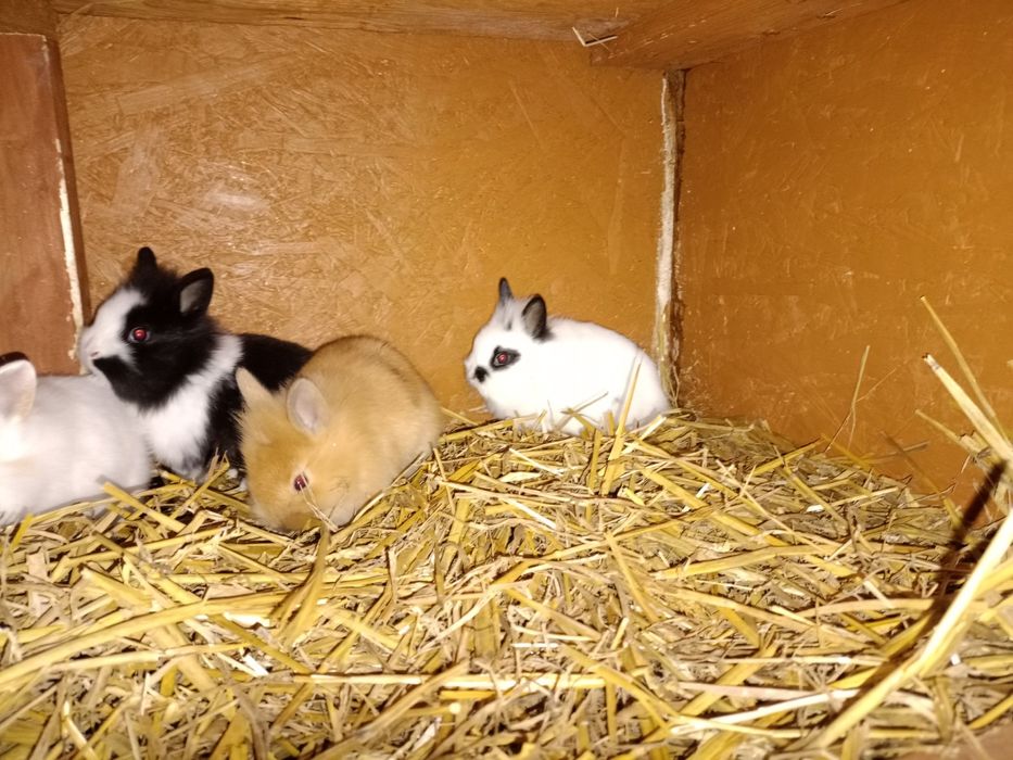 Króliki miniaturki młode