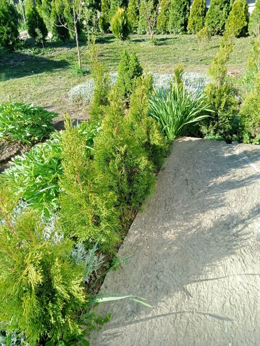 Продам туї ,пишні красуні,смарагд та голд смарагд