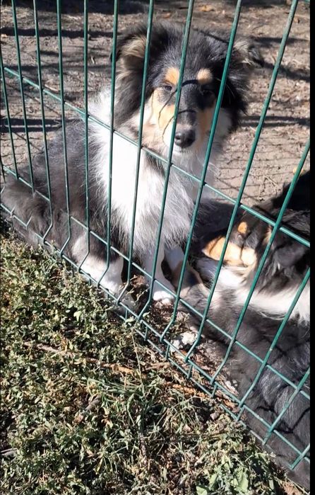 Колли девочка АКУ