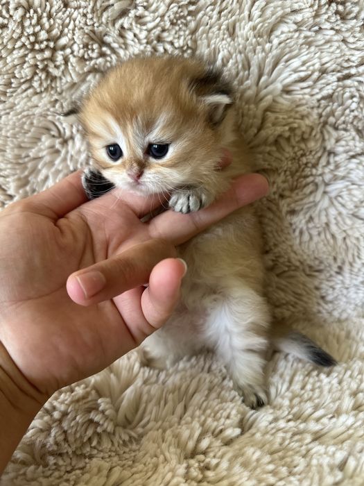 Шотландські кошенята