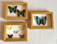 Motyle w drewnianych gablotkach z IKEA 3 sztuki – komplet