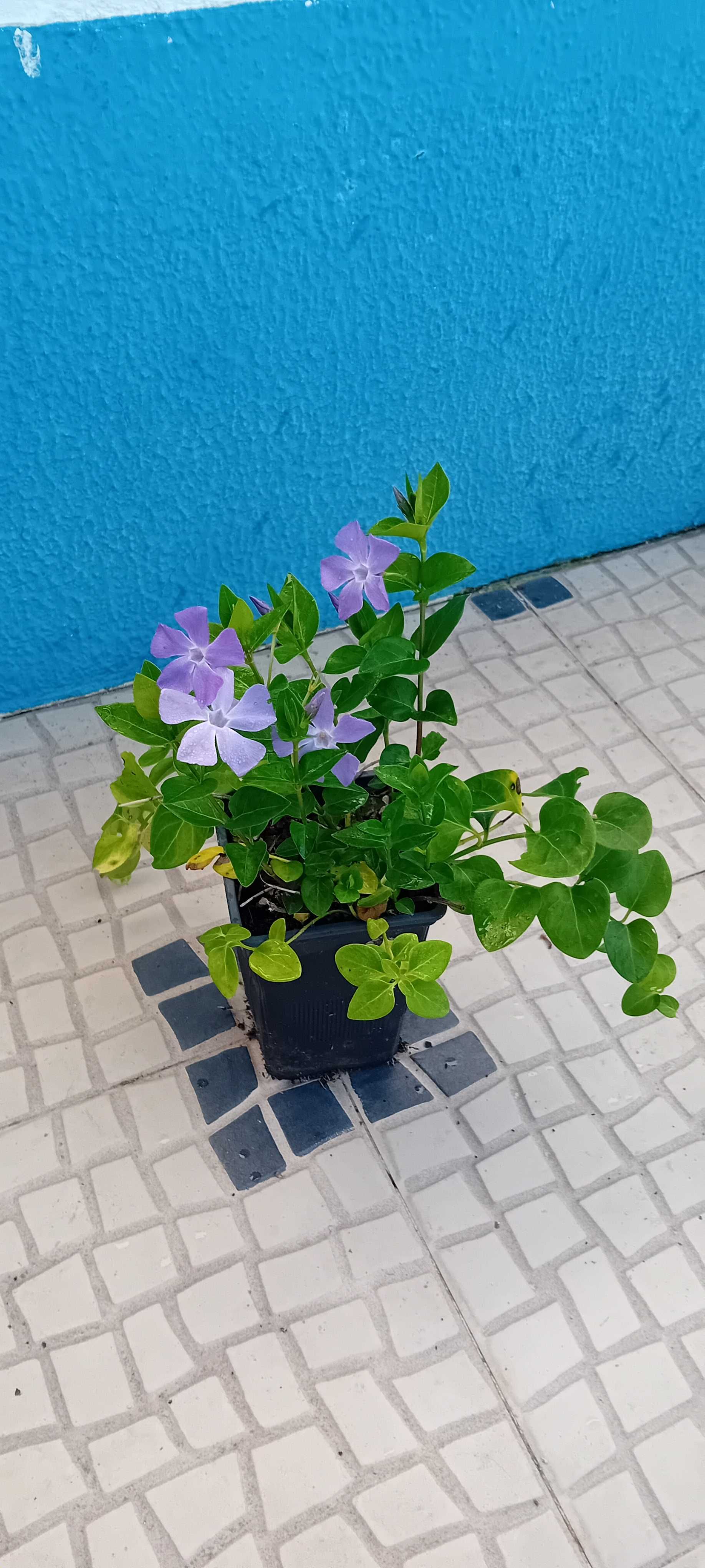Plantas de Vinca Maior variegada ou nao variegada