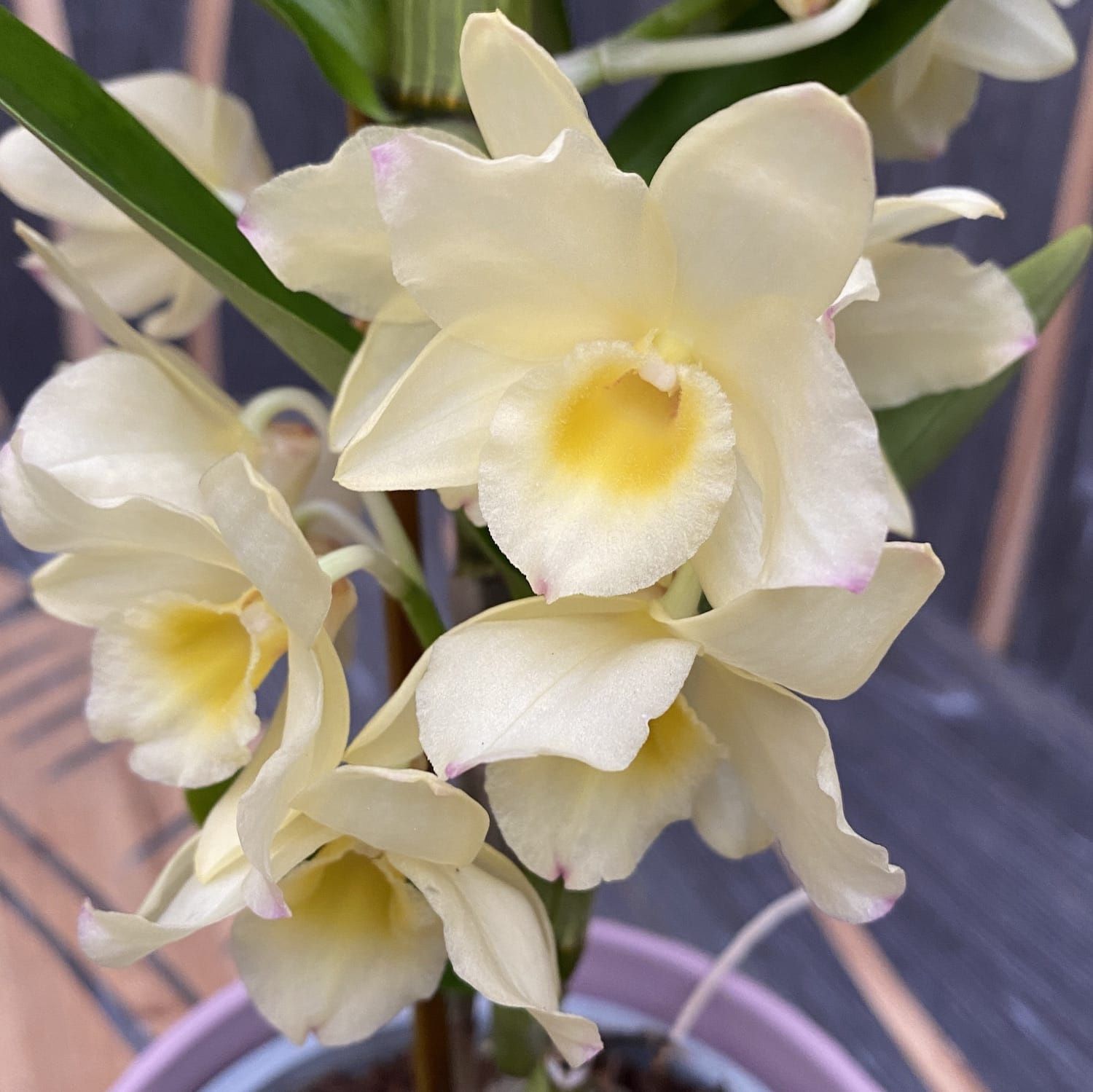 Dendrobium Nobile Vanillia 2