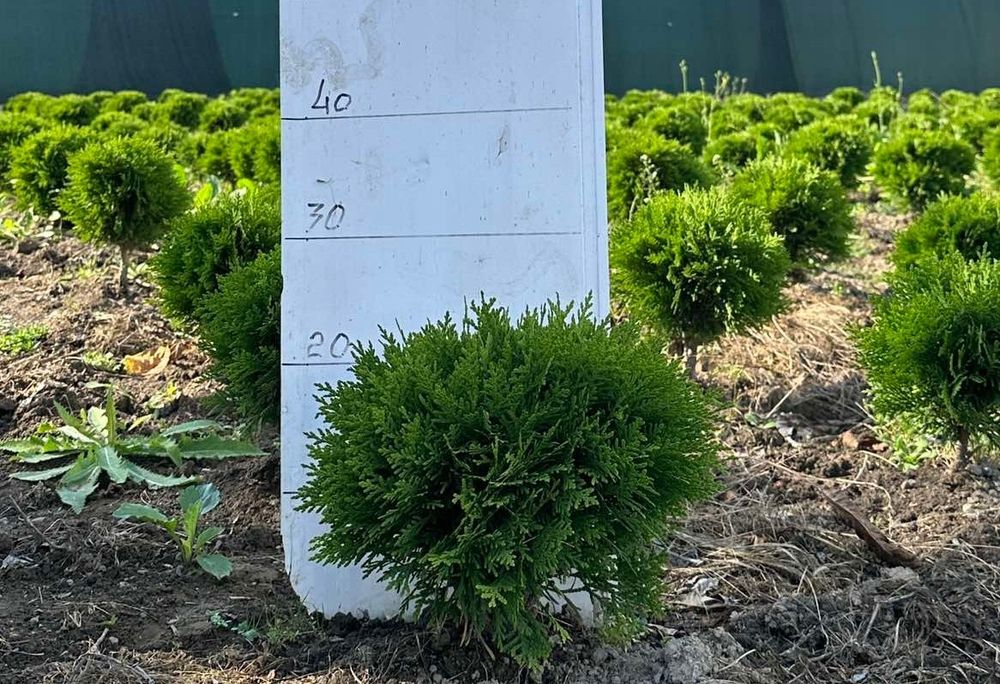 Туя даніка міріам 30 см.