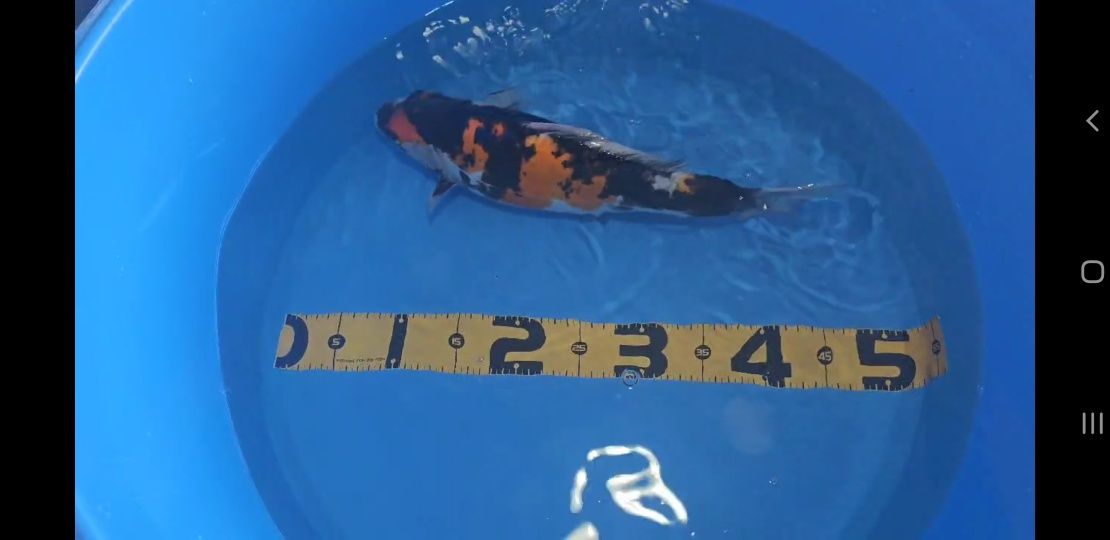 Koi Showa Doitsu