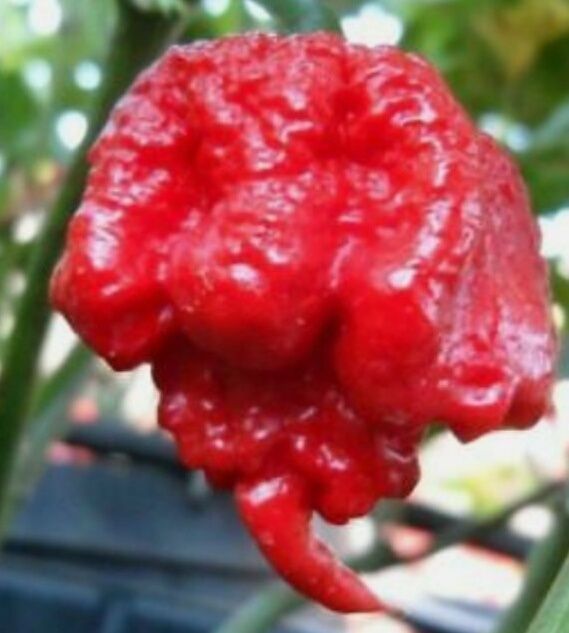 Насіння надгострого перцю  Carolina Reaper 12 шт.