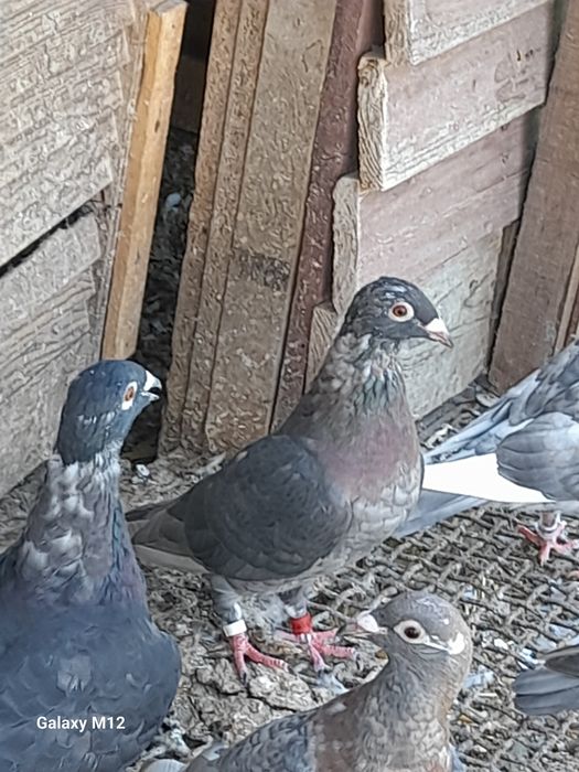 Gołębie pocztowe rubella