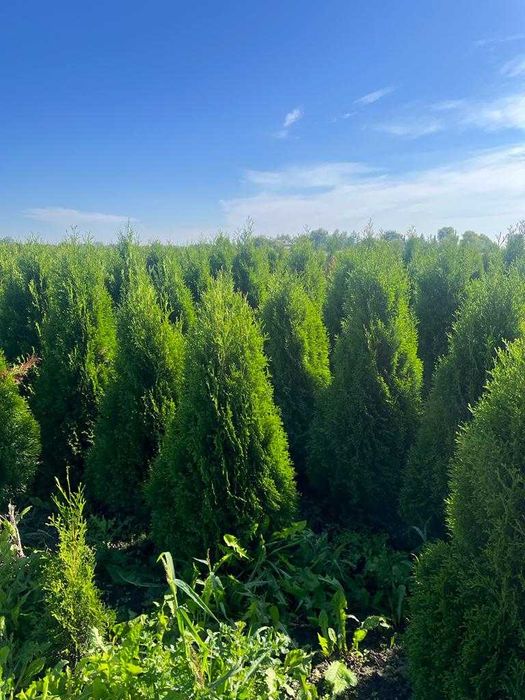 Promocja !!!  Tuje szmaragd z gruntu. Różne wysokości.  Piękne.