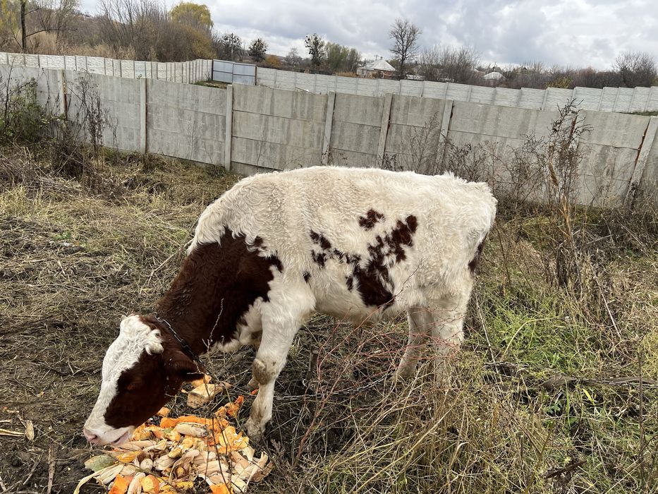 Продам быка живым весом