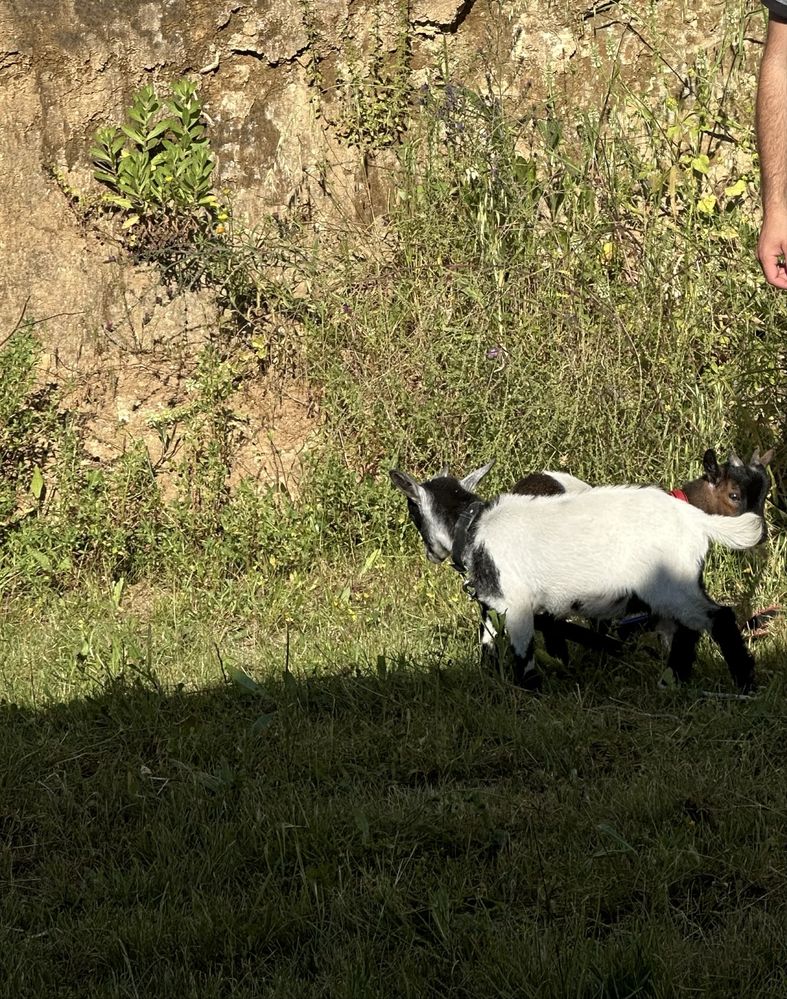 Cabrito anão para venda