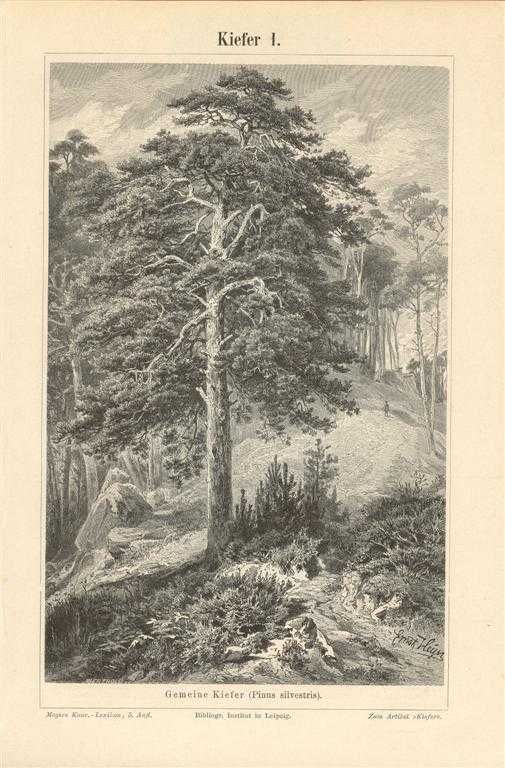 Drzewa  oryginalne XIX w. grafiki