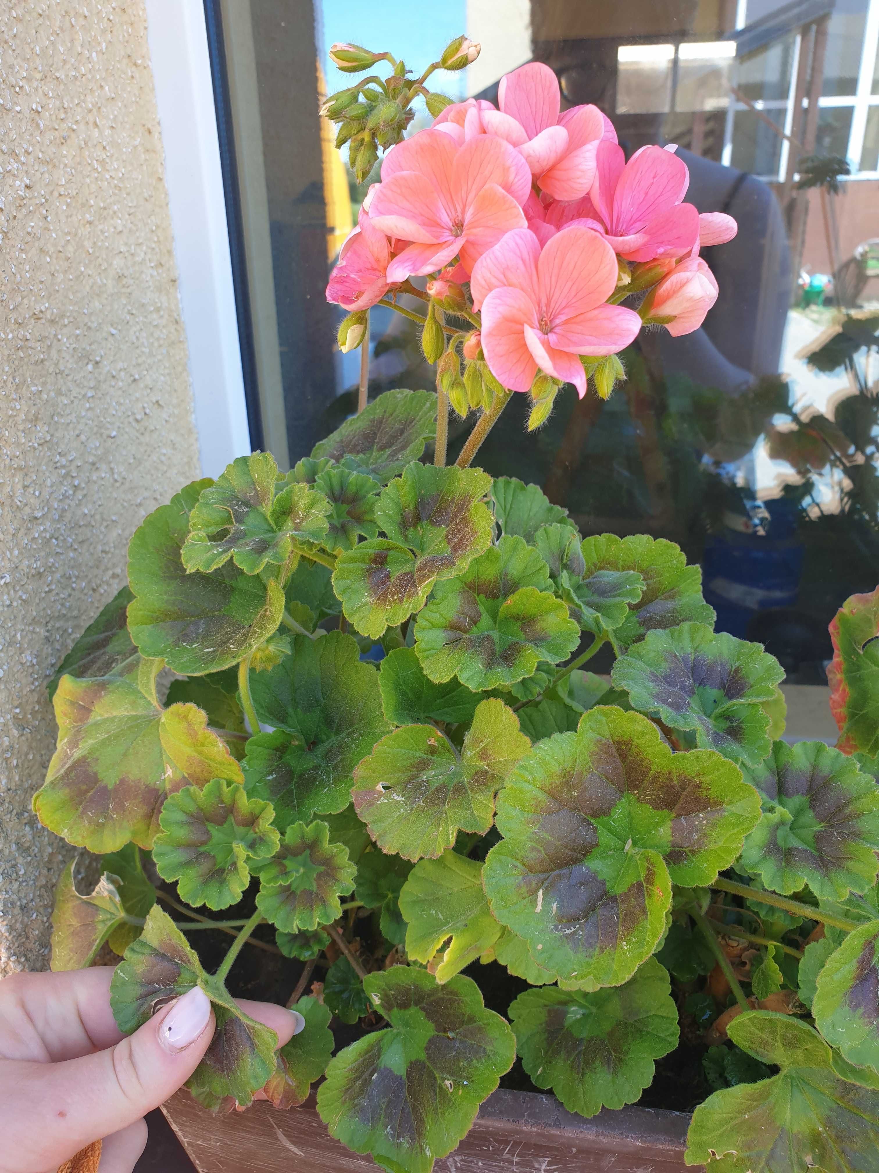 Pelargonia duża 30 cm 3 kolory