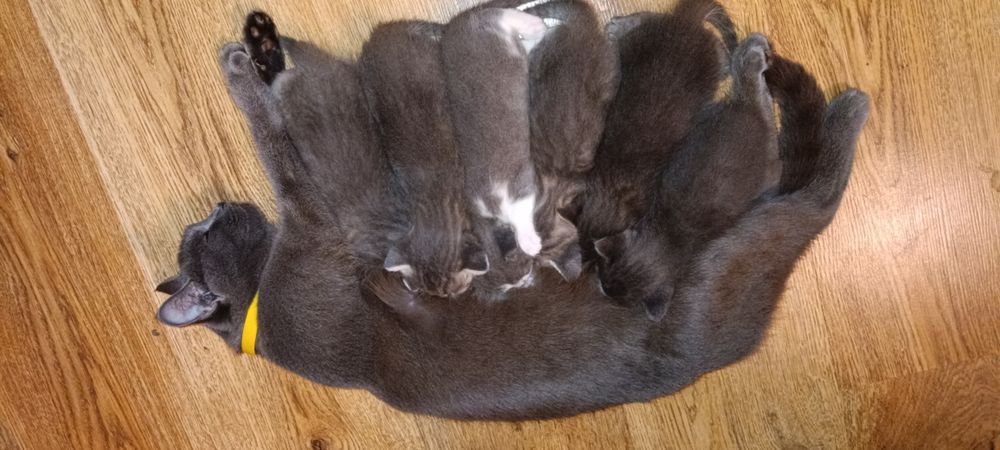 Кошеня напівбританец