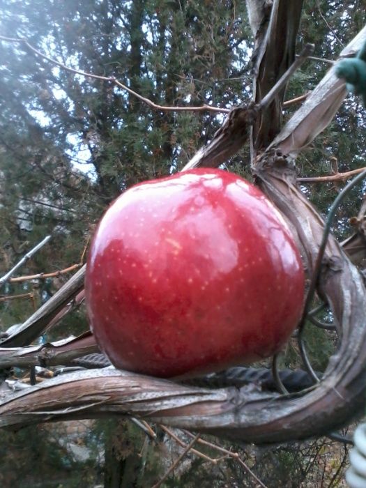 Саженец яблони, 2-х летний. Яблоки очень вкусные, сладкие, красивые!