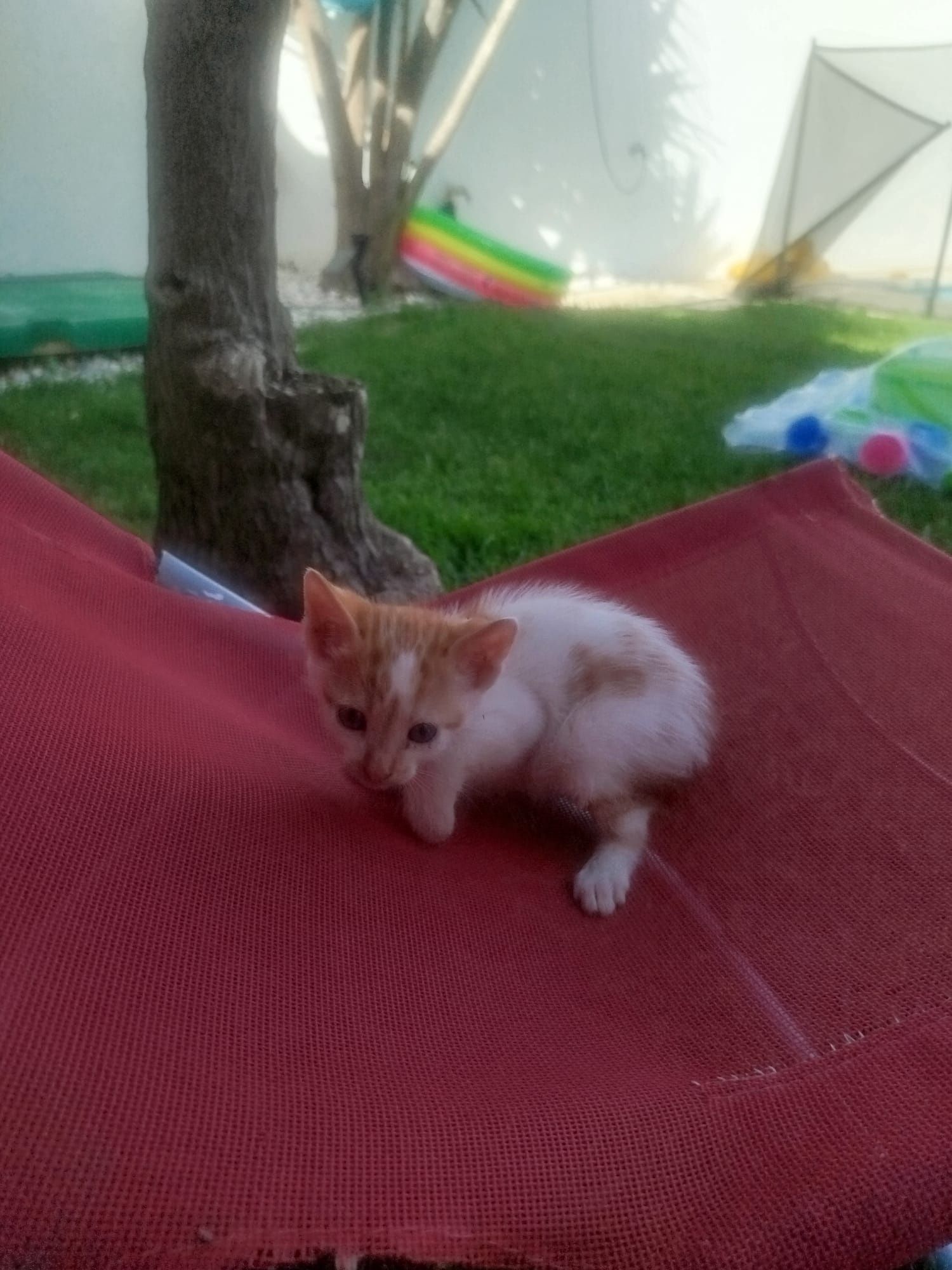 Gatinhos para adoção