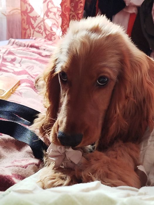 Щенок Кокер Спаниель Английский чисто кровный