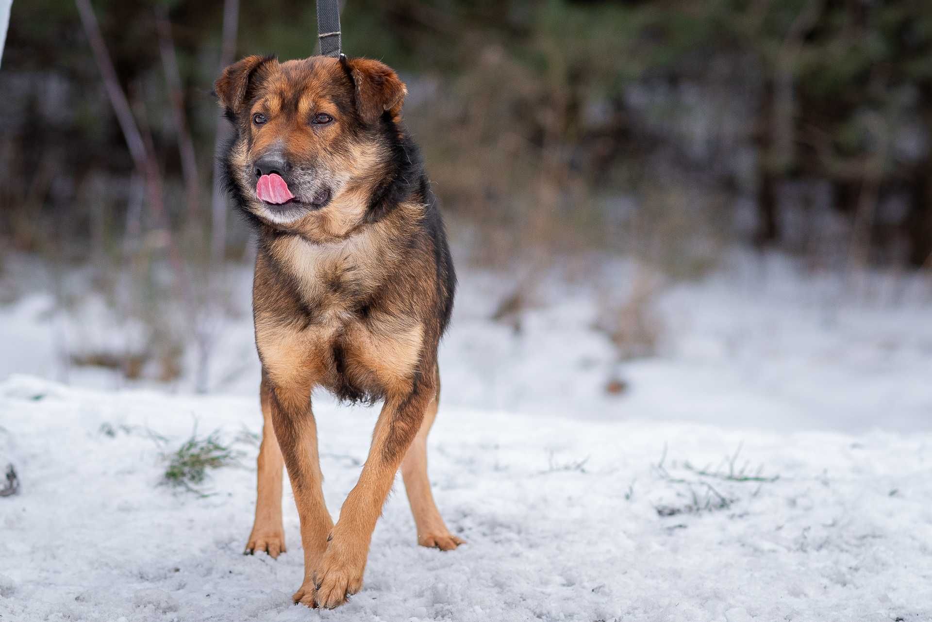 GILANT - łagodny wychowany i przyjacielski psiak do adopcji