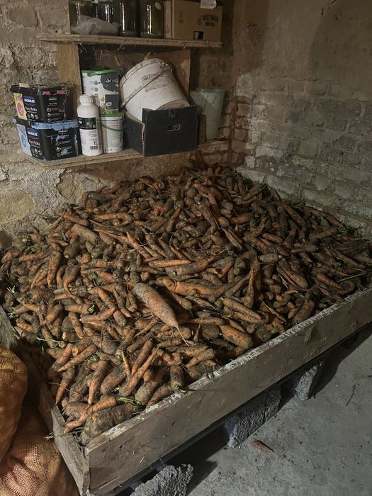 Sprzedam marchew oraz buraczki ćwikłowe, ziemnaki