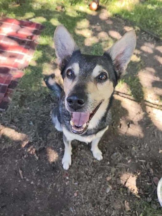 Pies Nr 409/25 KULSON Schronisko Chorzów PsiKot